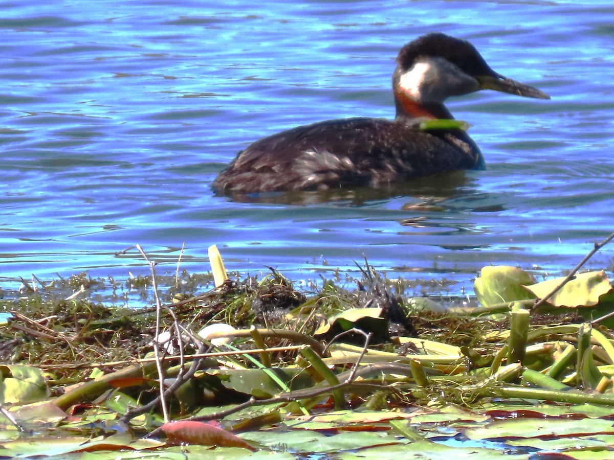 Red-necked Grebe - ML619793704
