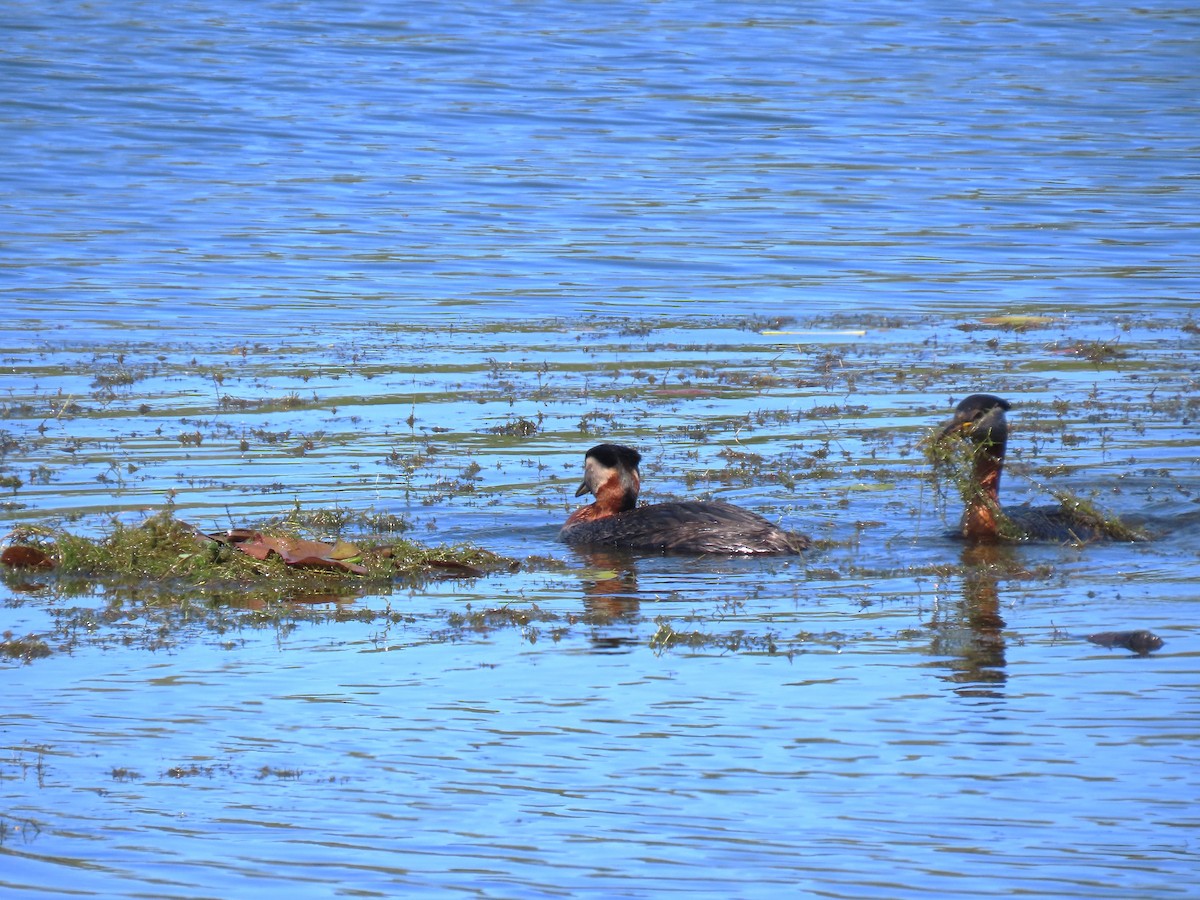 Red-necked Grebe - ML619793713