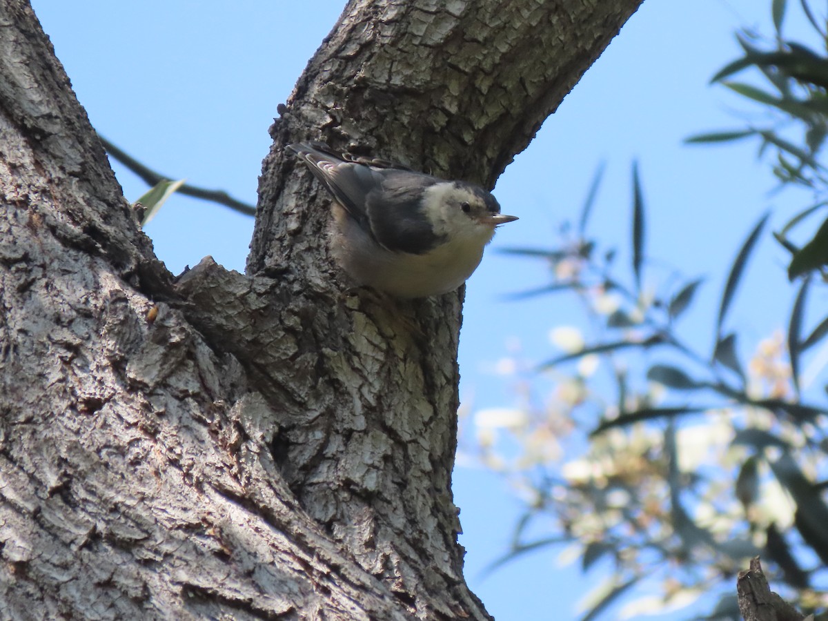 White-breasted Nuthatch - ML619793714