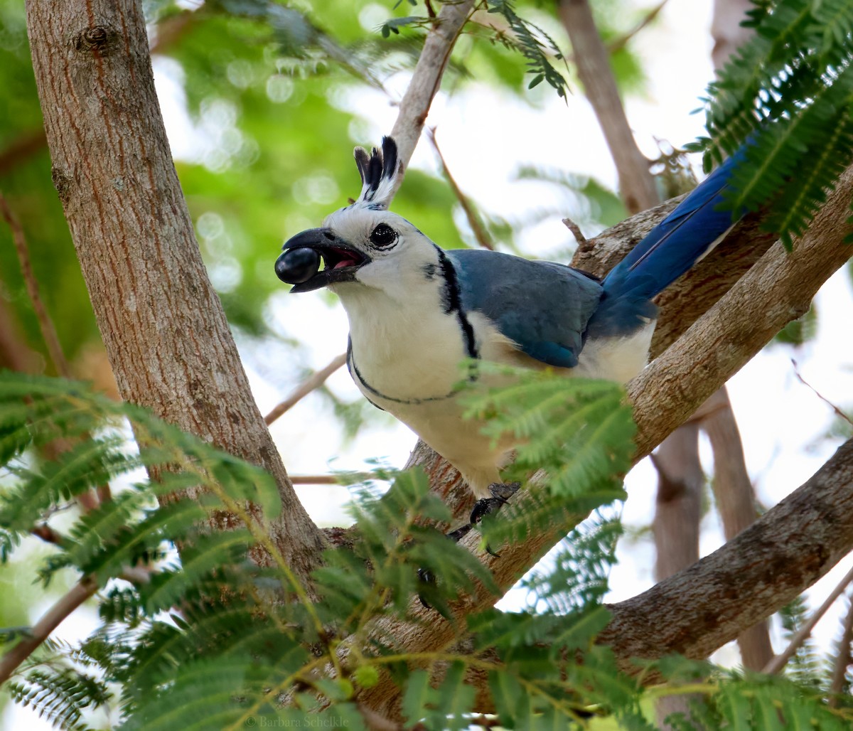 White-throated Magpie-Jay - ML619793794
