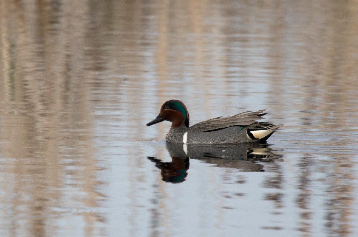 Green-winged Teal - ML619793823
