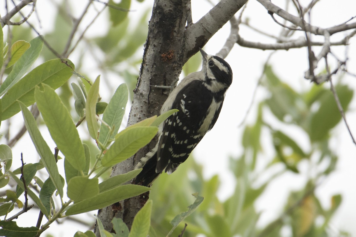 Downy Woodpecker - ML619793860