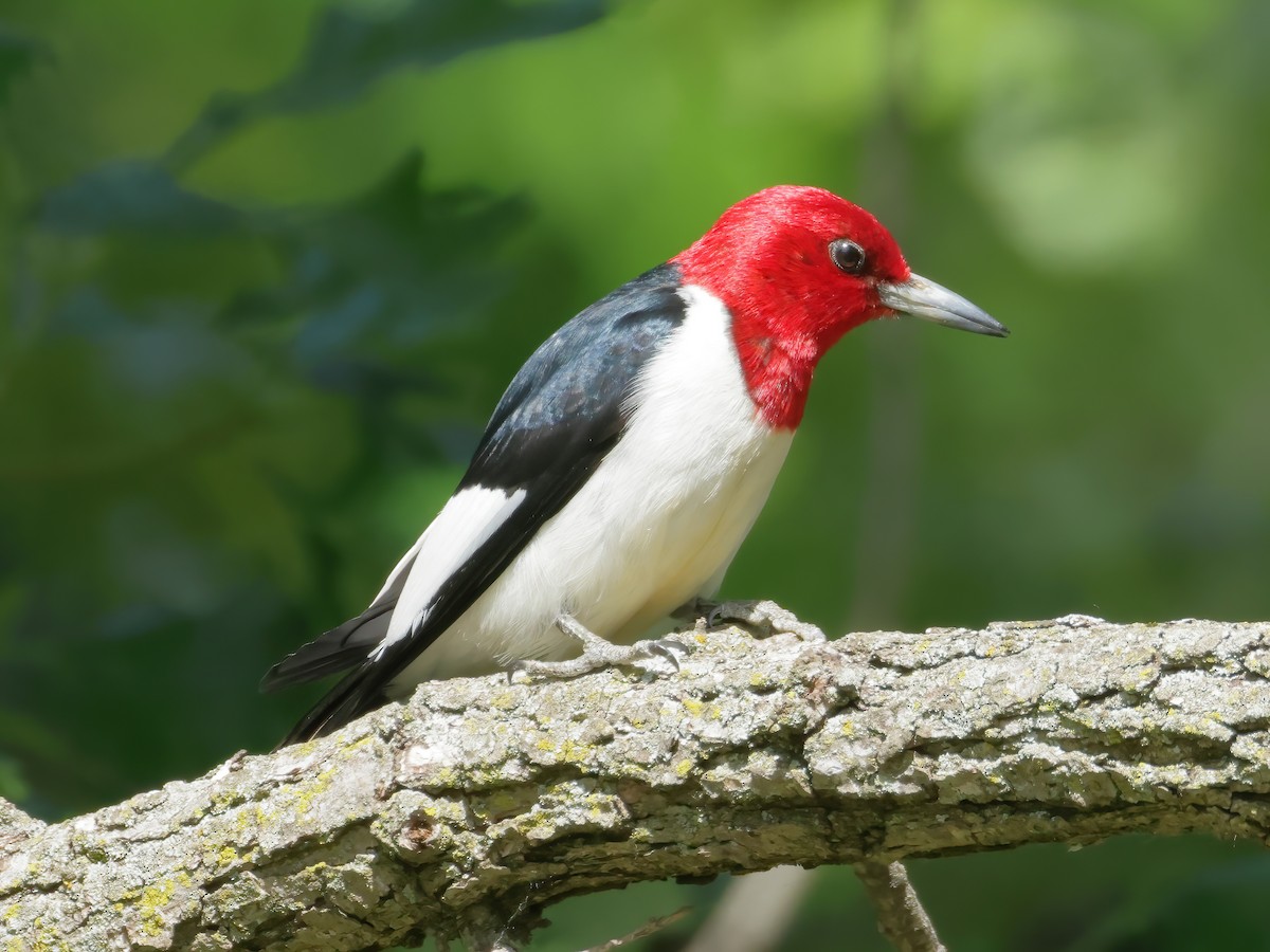 Red-headed Woodpecker - ML619793953