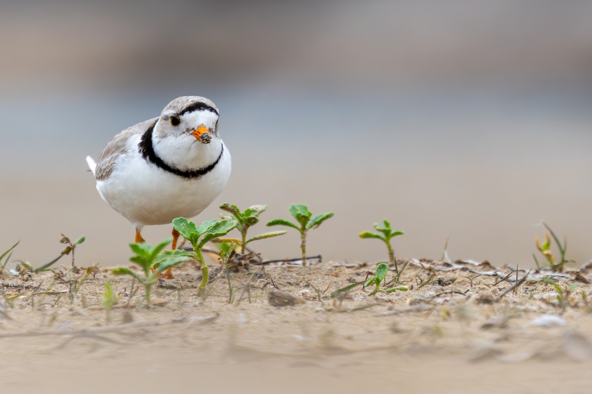 Piping Plover - ML619793980