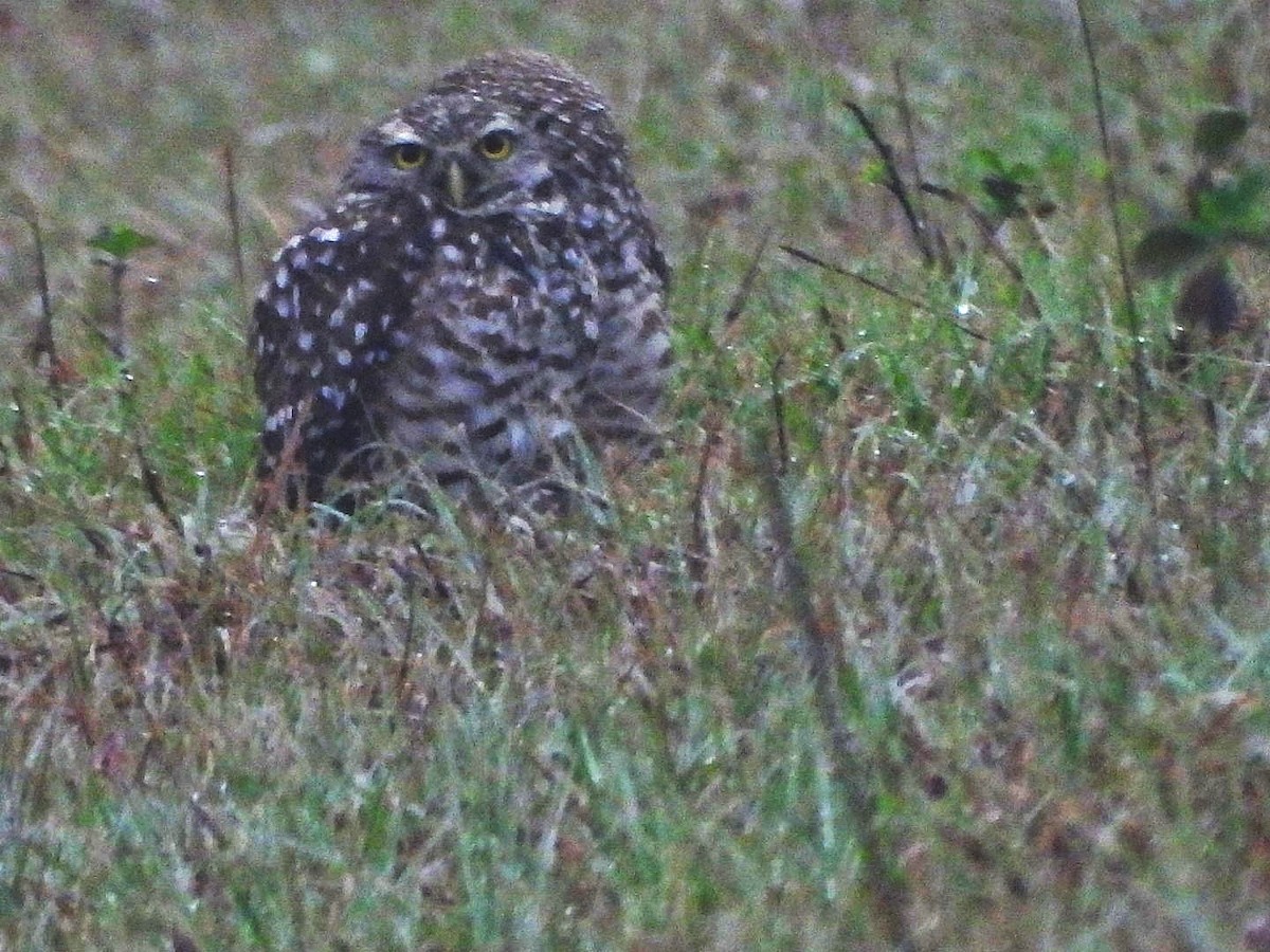 Burrowing Owl - ML619793997