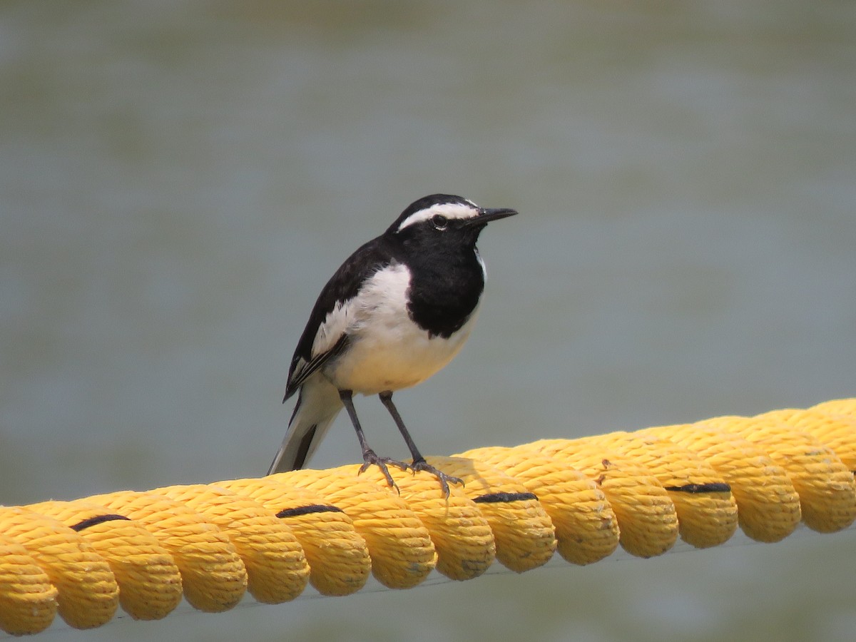 White-browed Wagtail - ML619794044