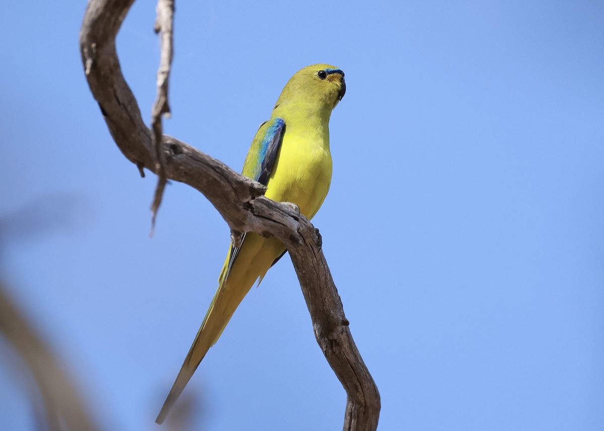 eBird Checklist - 19 May 2024 - Stirling Range Retreat - 30 species