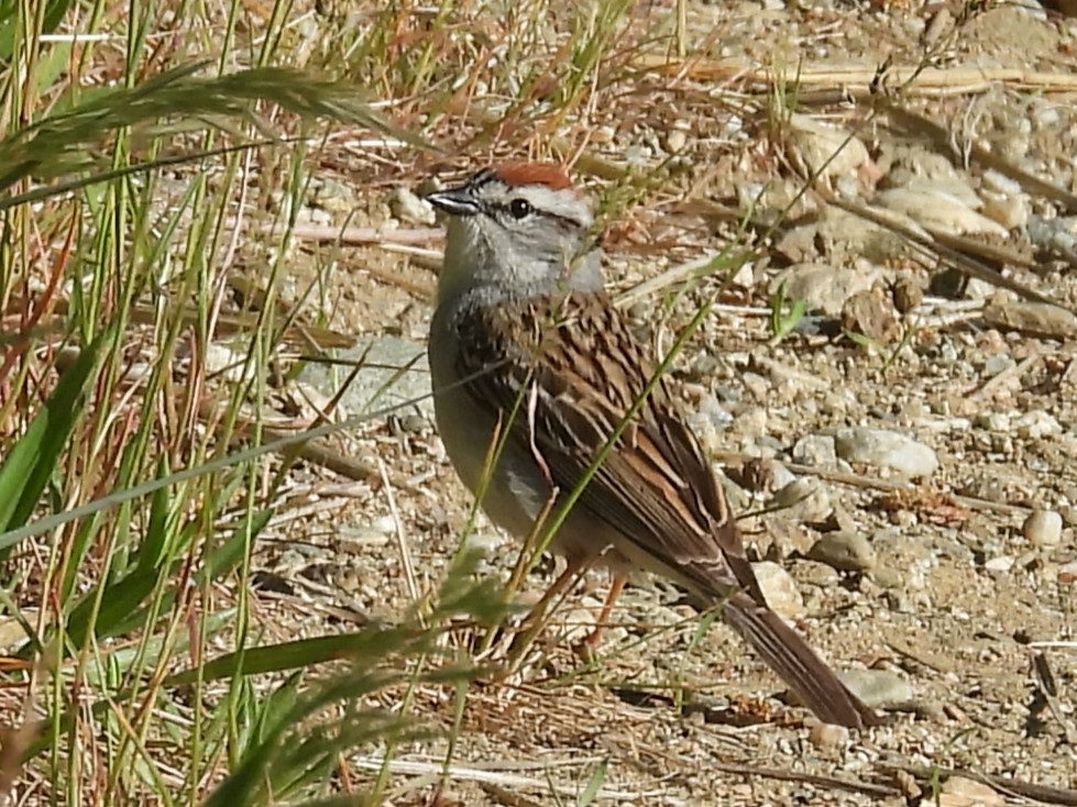 Chipping Sparrow - ML619794193