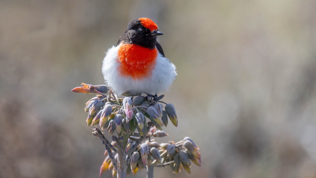 Red-capped Robin - ML619794196