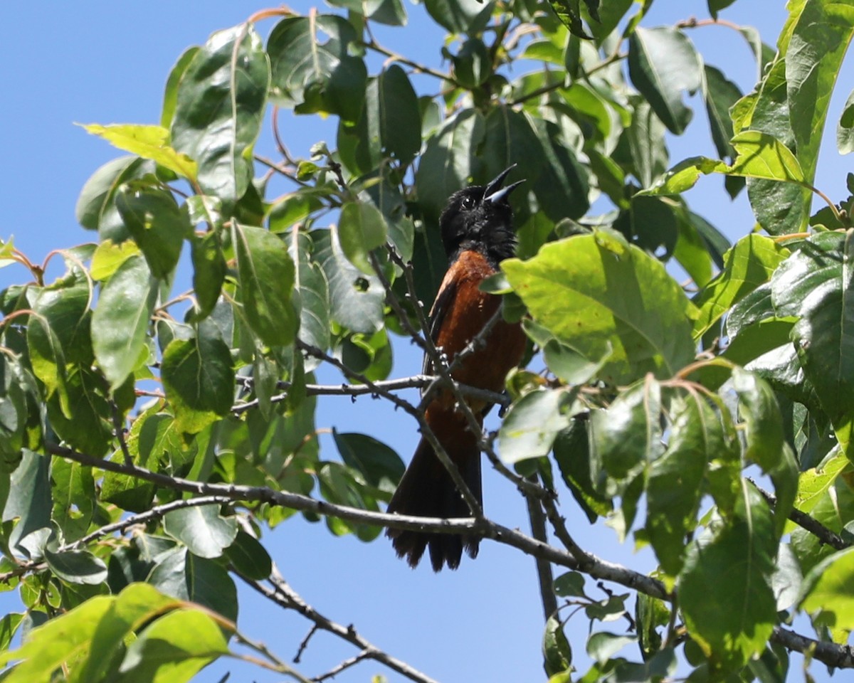 Orchard Oriole - ML619794219