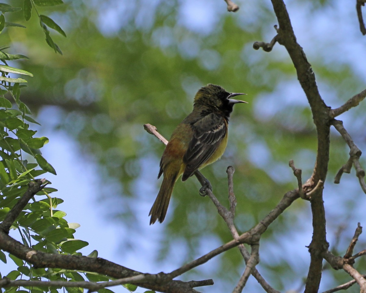Orchard Oriole - ML619794220