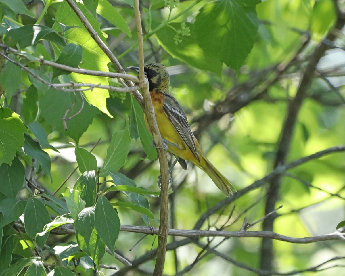 Orchard Oriole - ML619794221