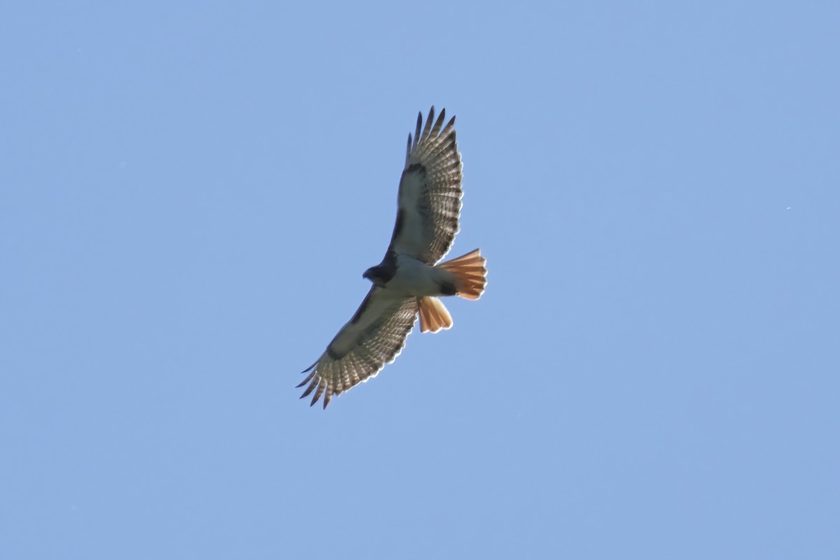 Red-tailed Hawk - ML619794408