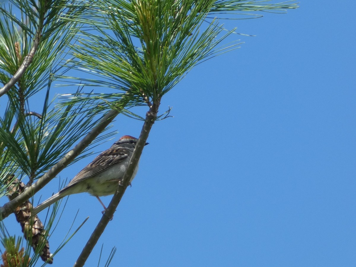Chipping Sparrow - ML619794453
