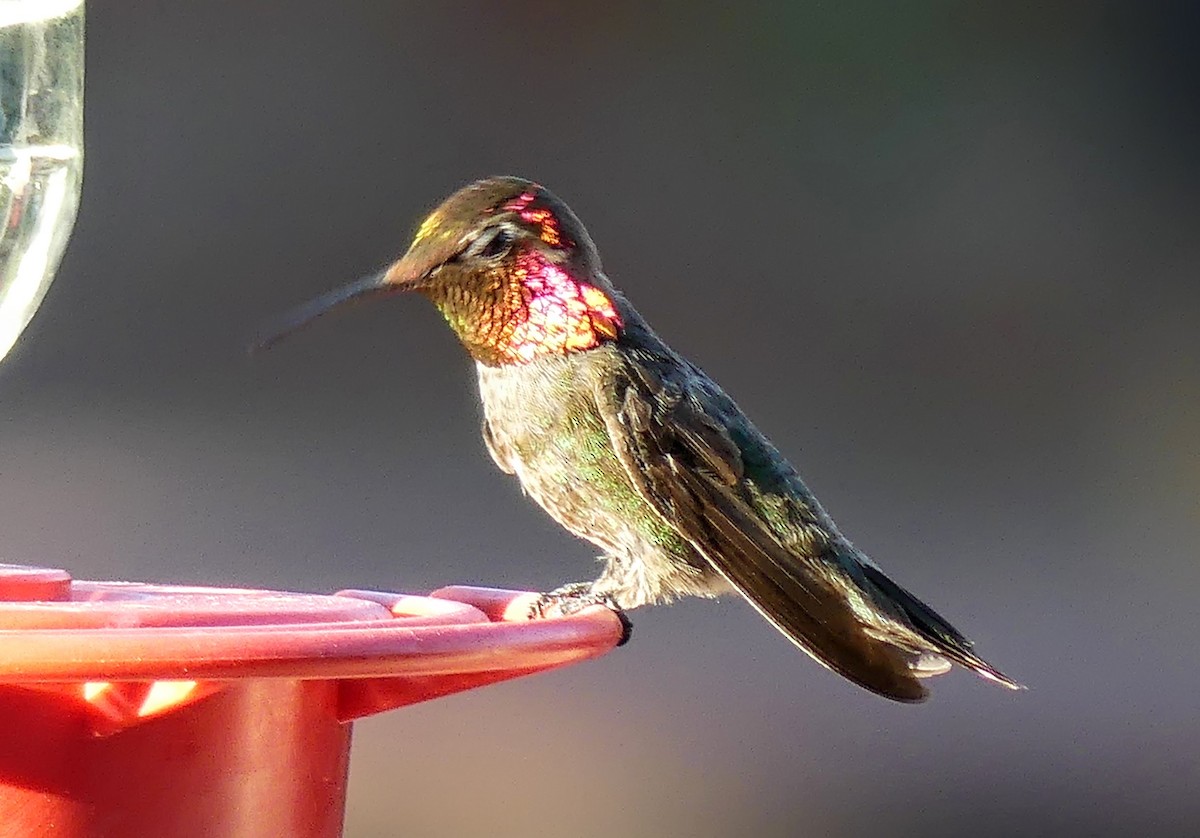 Anna's Hummingbird - ML619794454