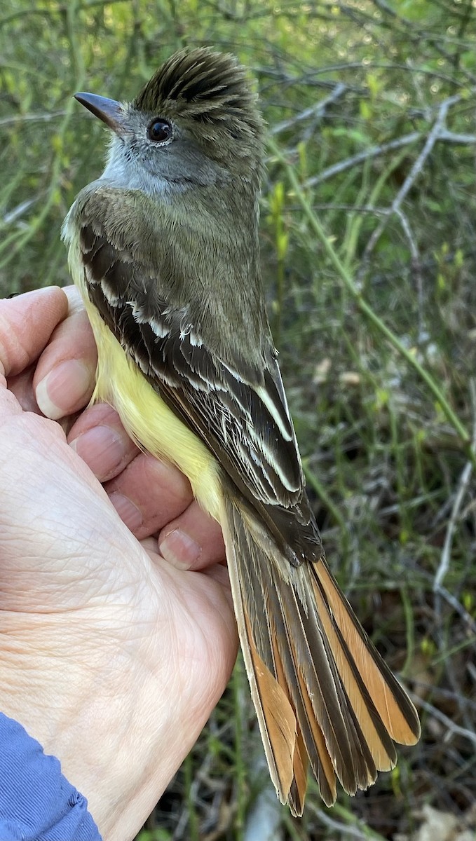 Great Crested Flycatcher - ML619794482