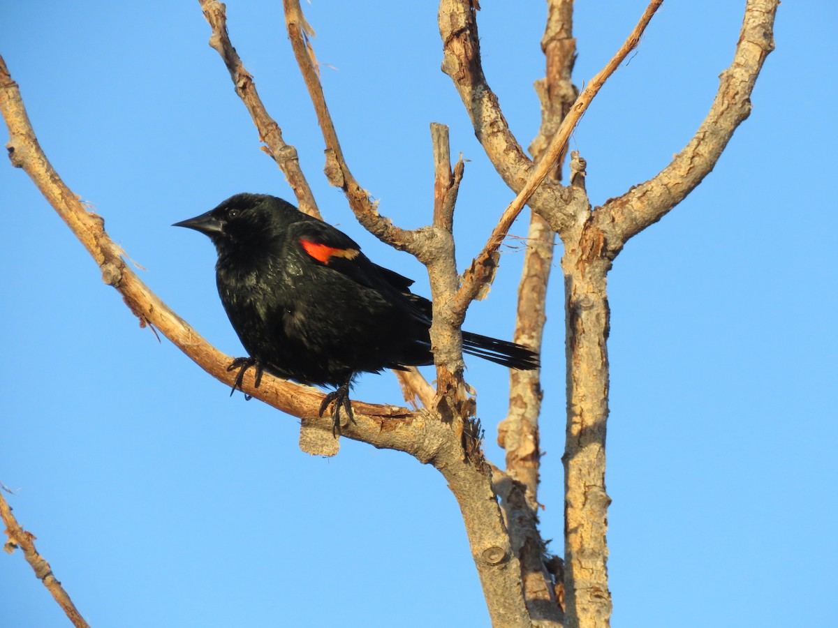 Red-winged Blackbird - ML619794489