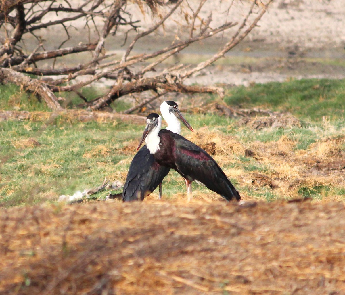 Asian Woolly-necked Stork - ML619794524