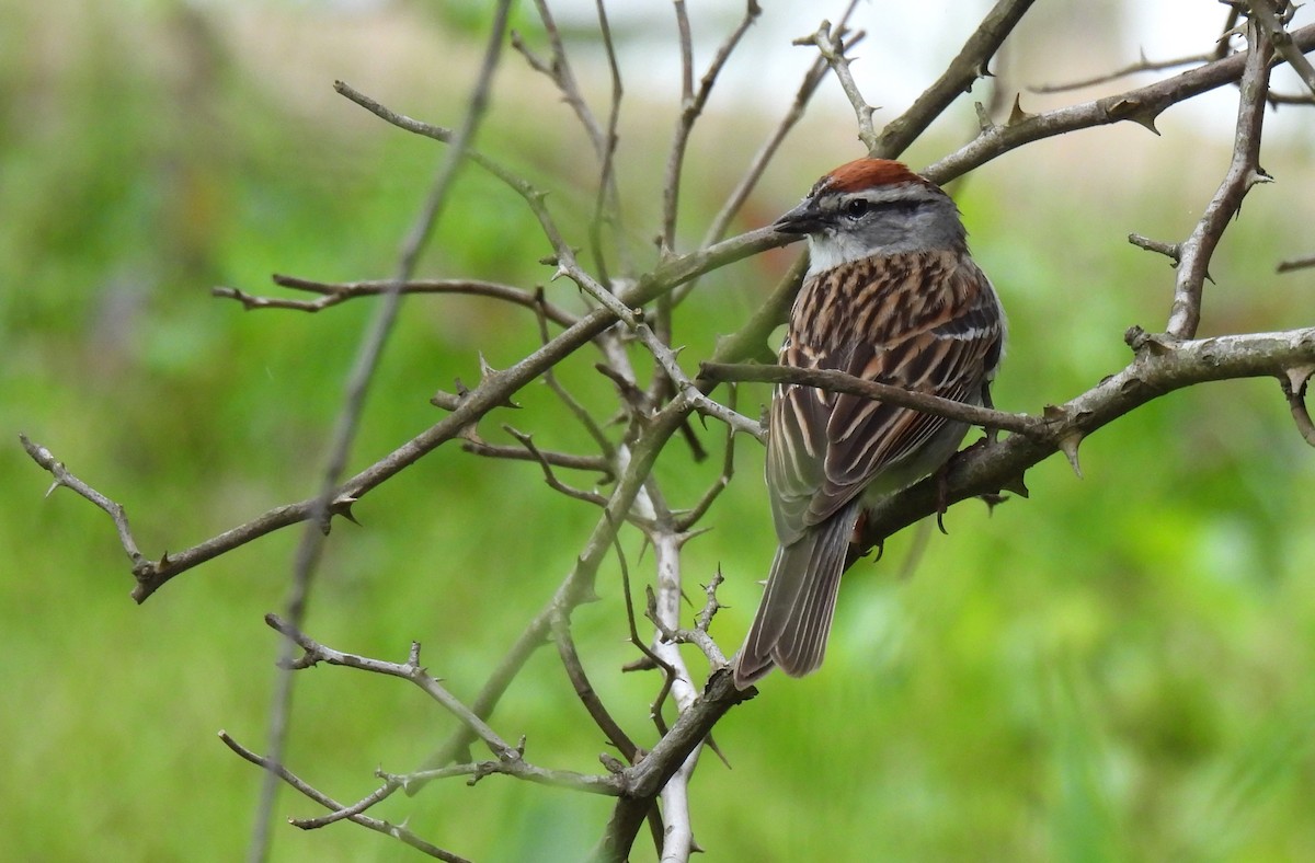 Chipping Sparrow - ML619794527