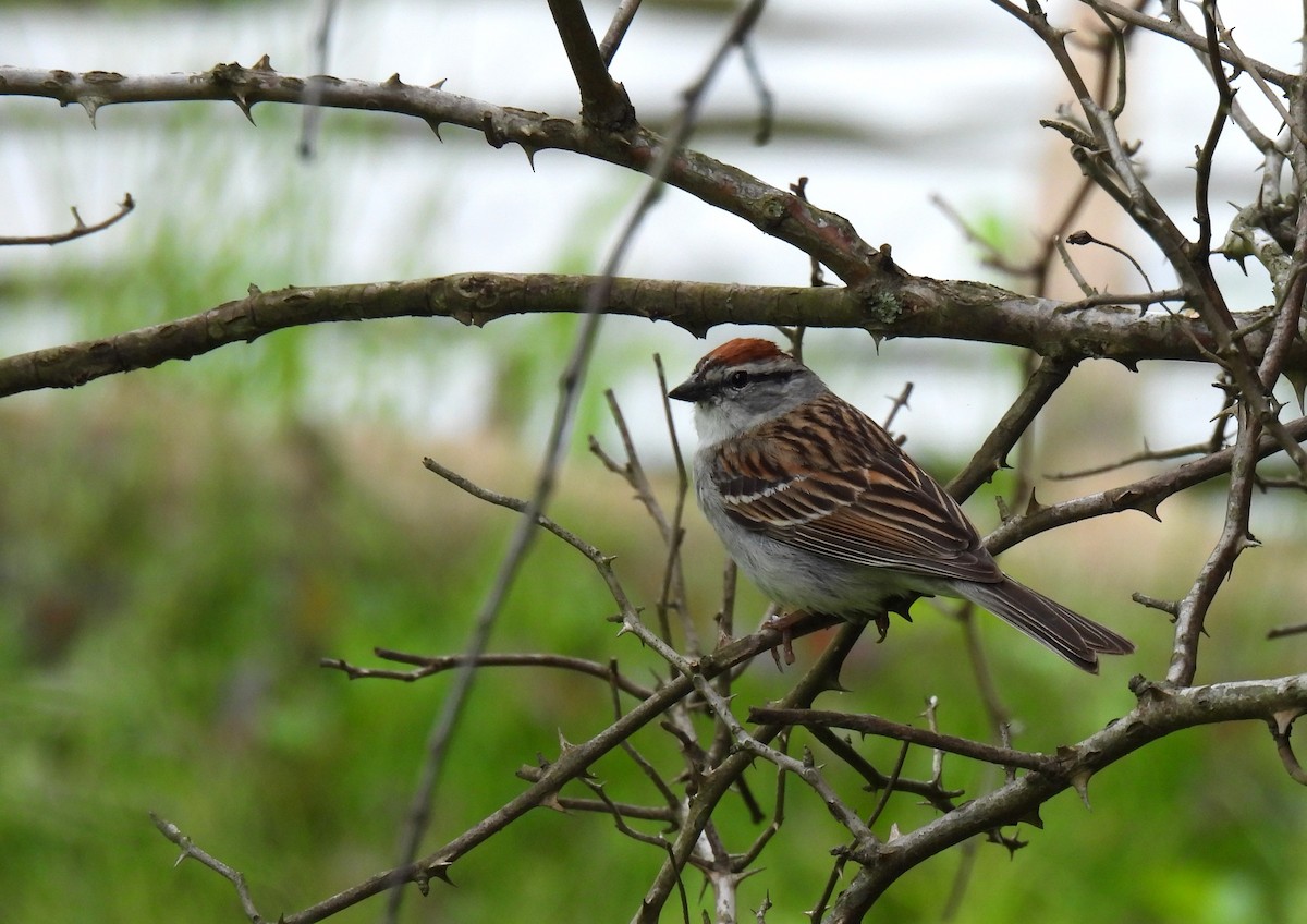 Chipping Sparrow - ML619794528