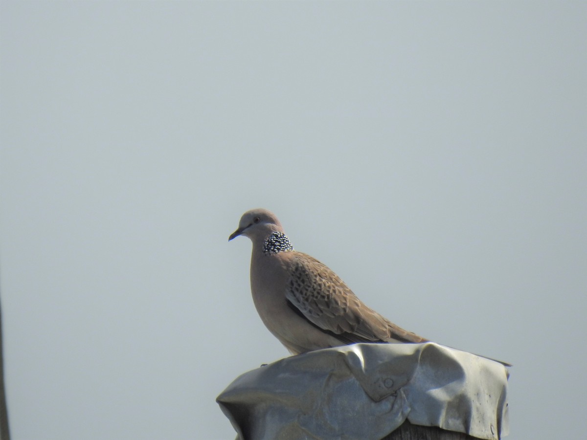 Spotted Dove - ML619794548