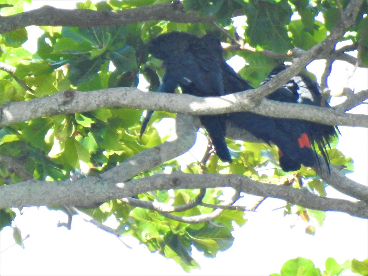 Red-tailed Black-Cockatoo - ML619794553