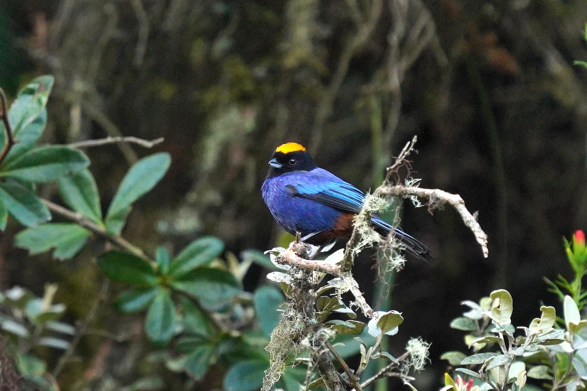 Golden-crowned Tanager - ML619794630