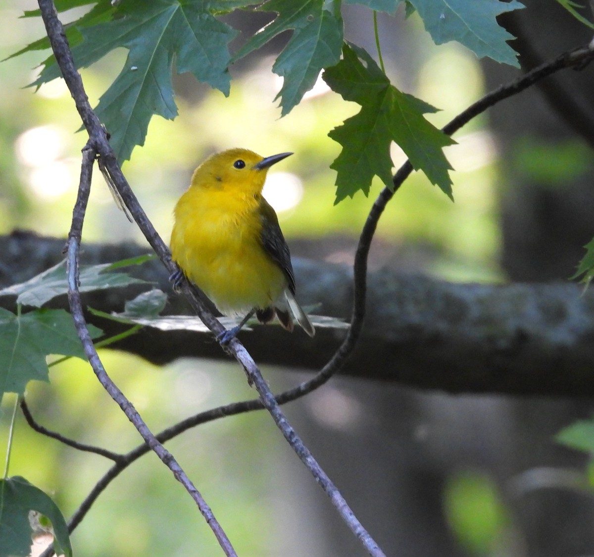 Prothonotary Warbler - ML619794675