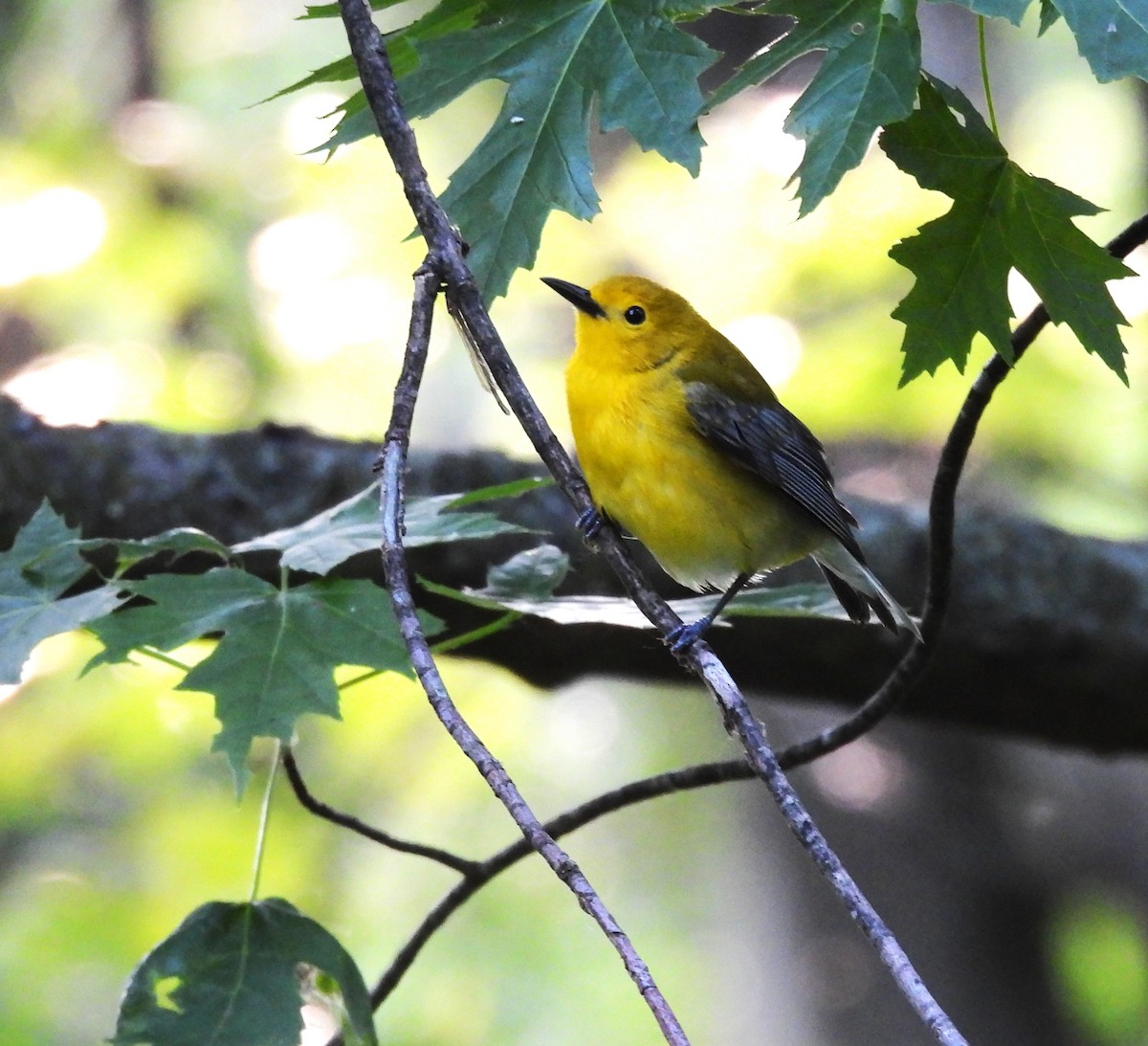 Prothonotary Warbler - ML619794676