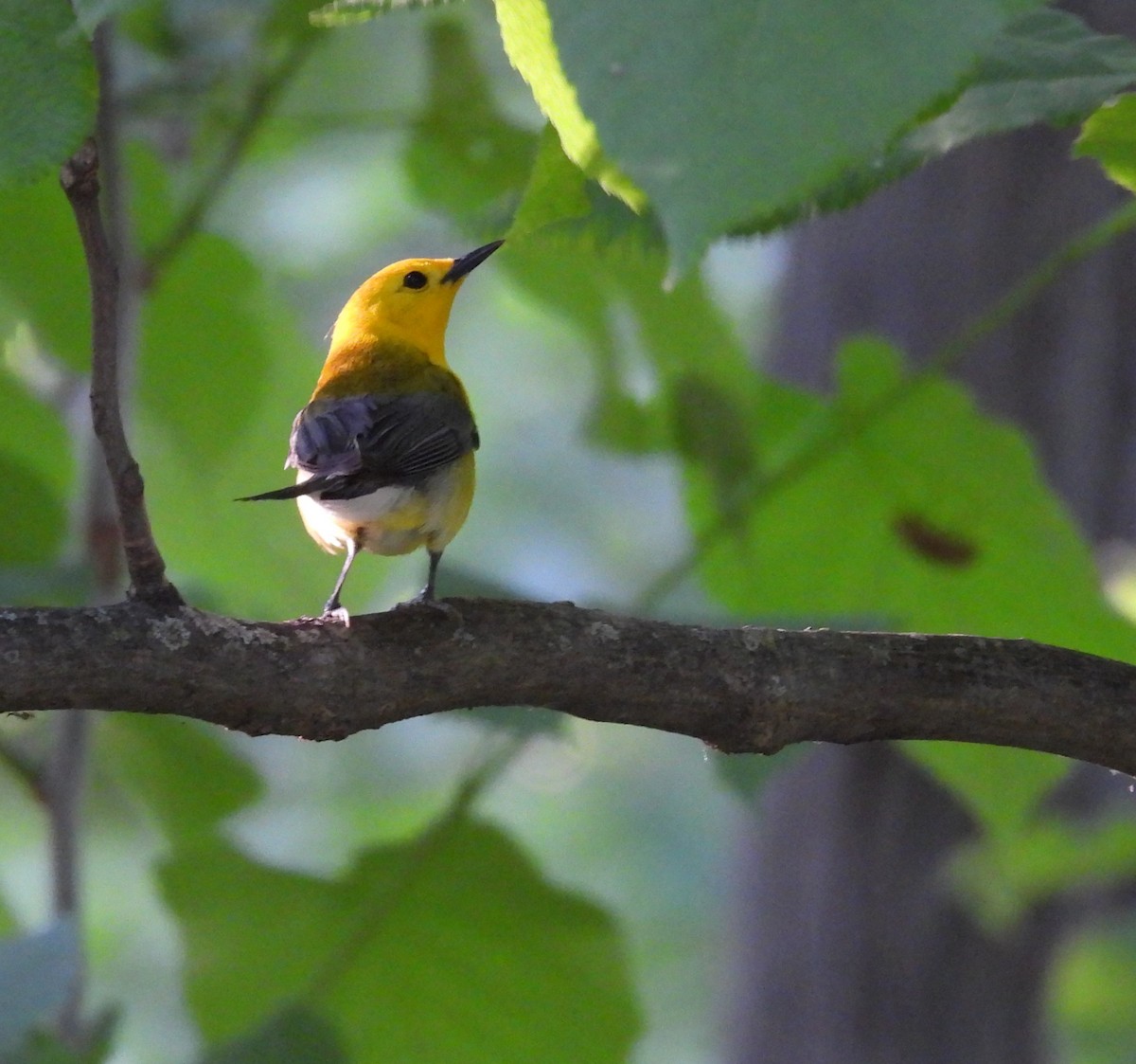 Prothonotary Warbler - ML619794678