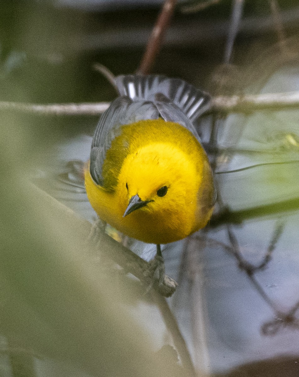 Prothonotary Warbler - ML619794714