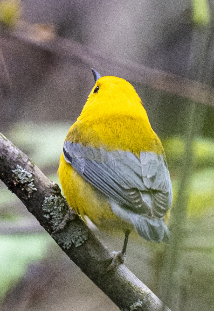 Prothonotary Warbler - ML619794715