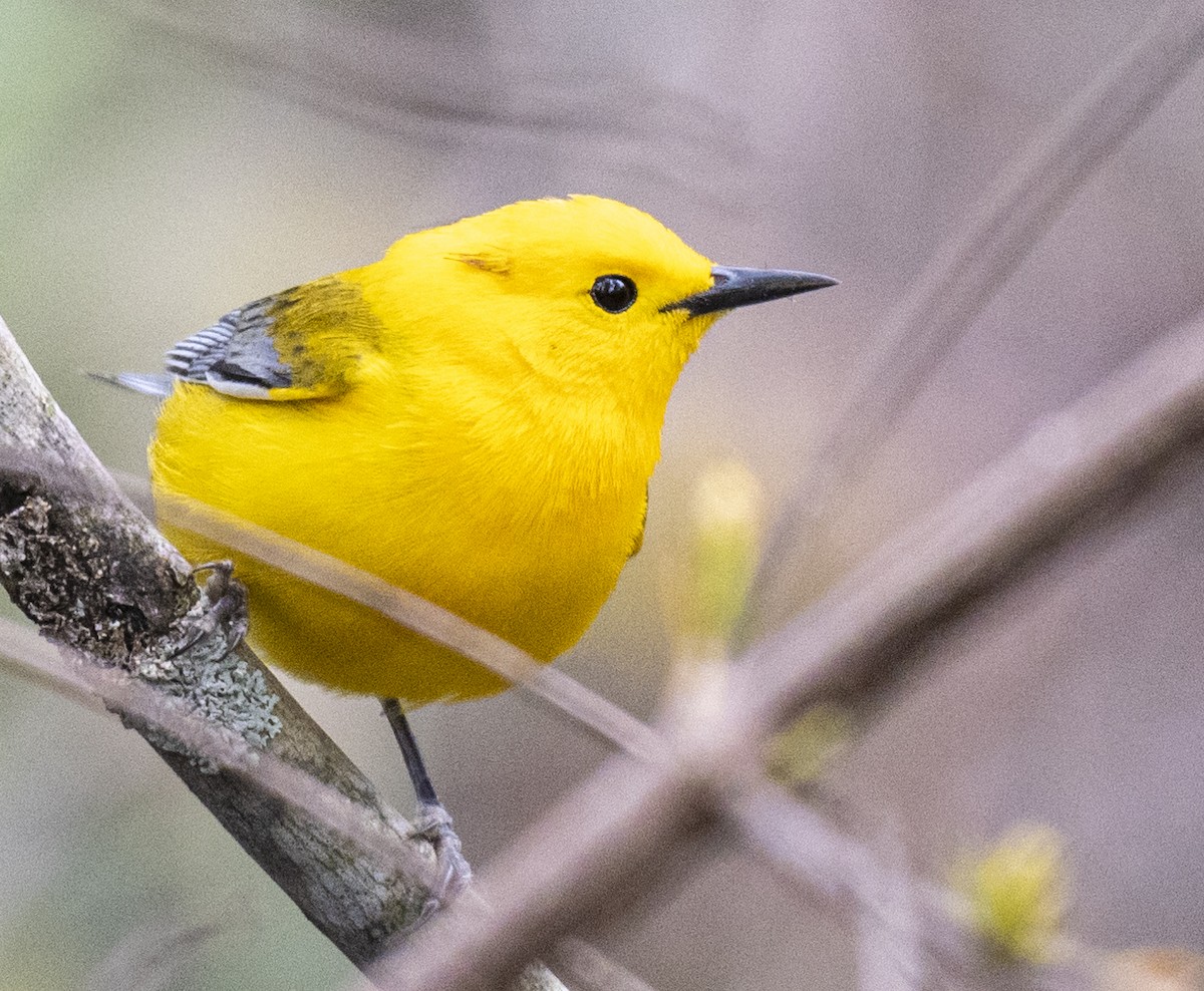 Prothonotary Warbler - ML619794716