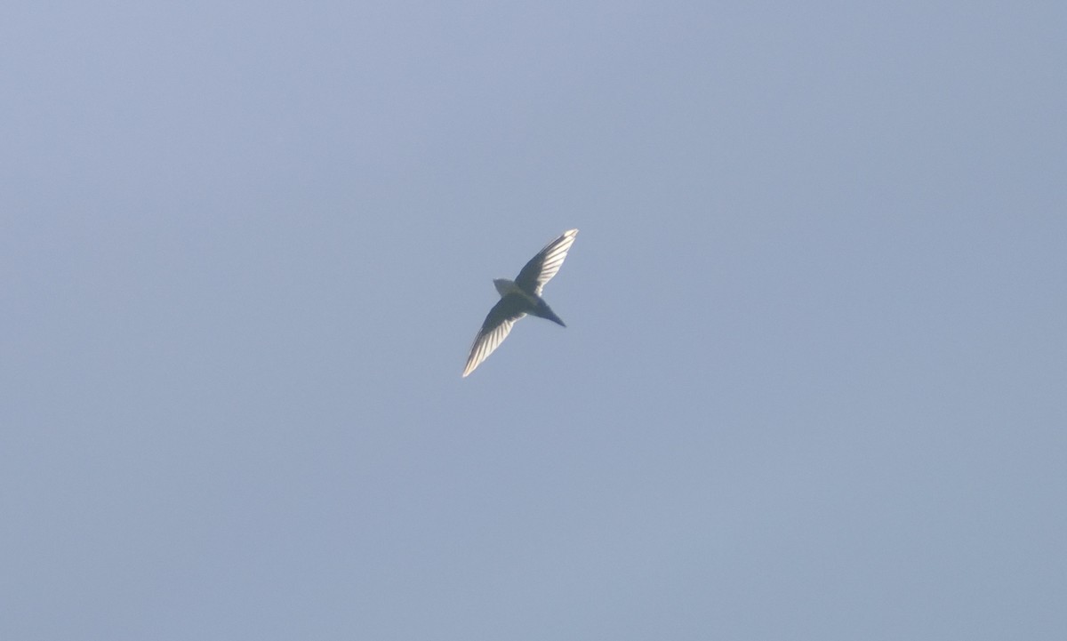 White-throated Swift - ML619794720