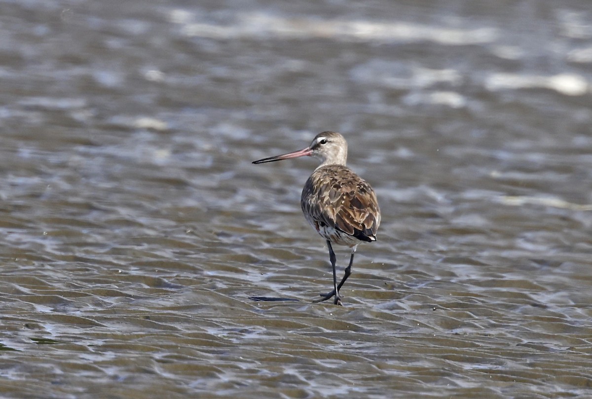 eBird Checklist 30 May 2024 Flinders Pde, Brighton 1 species