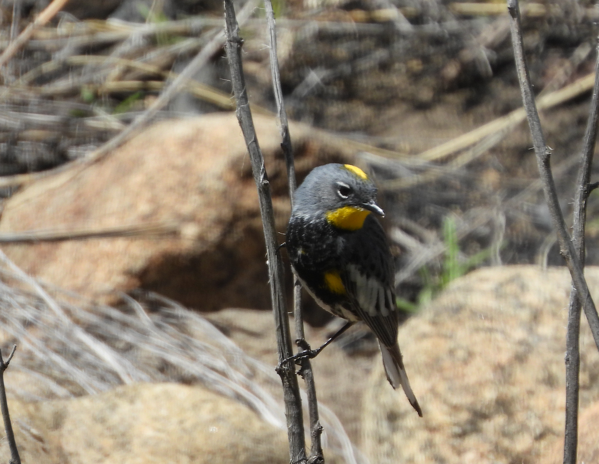 Yellow-rumped Warbler (Audubon's) - ML619794784