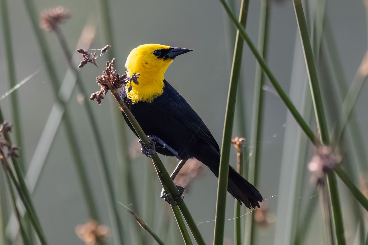 Yellow-hooded Blackbird - ML619794794
