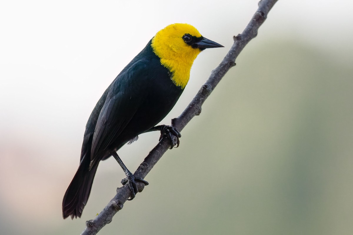 Yellow-hooded Blackbird - ML619794795