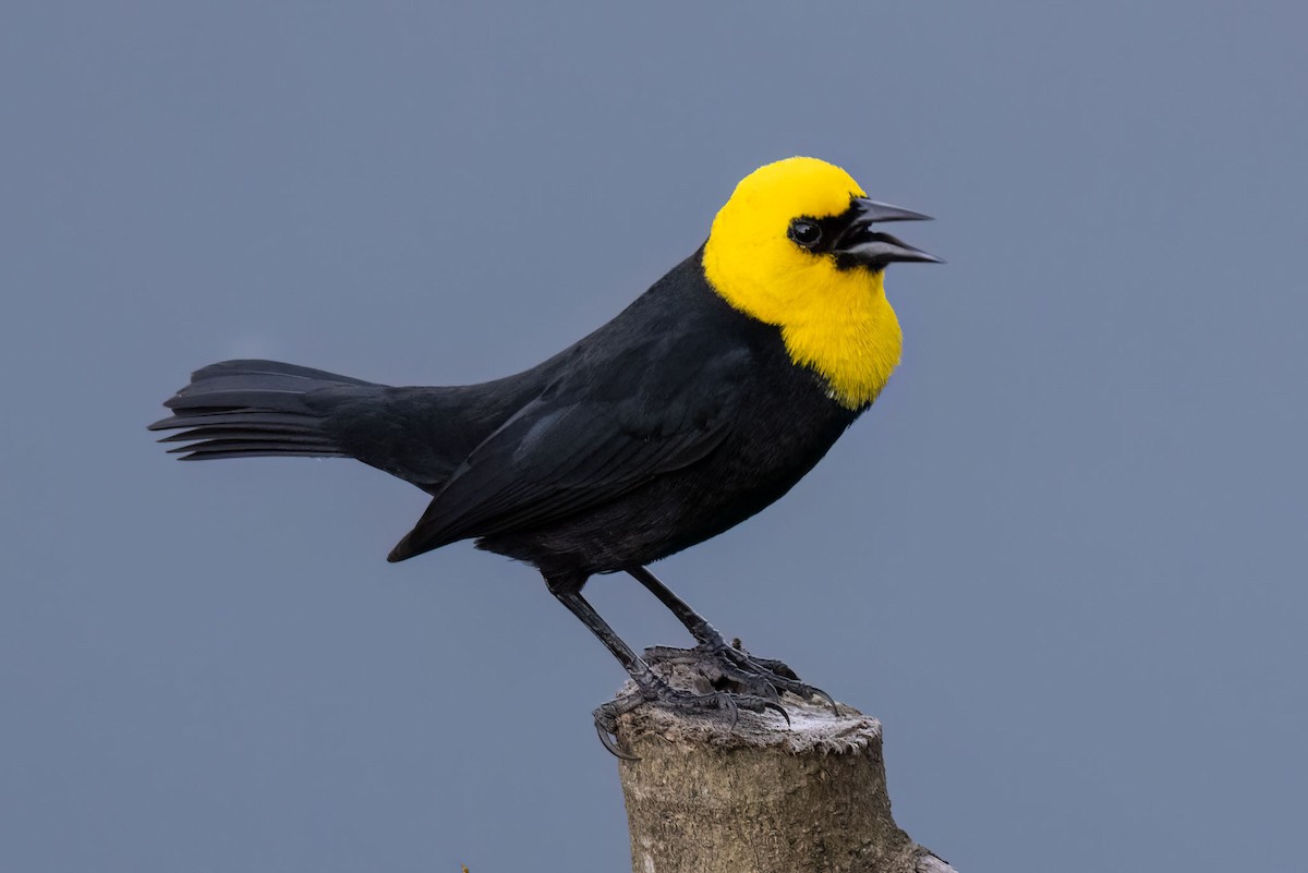 Yellow-hooded Blackbird - ML619794796
