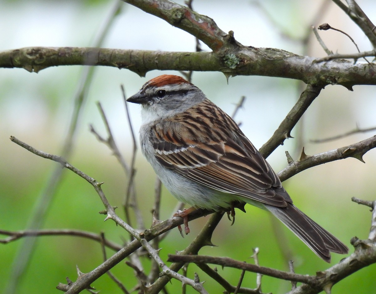 Chipping Sparrow - ML619794813