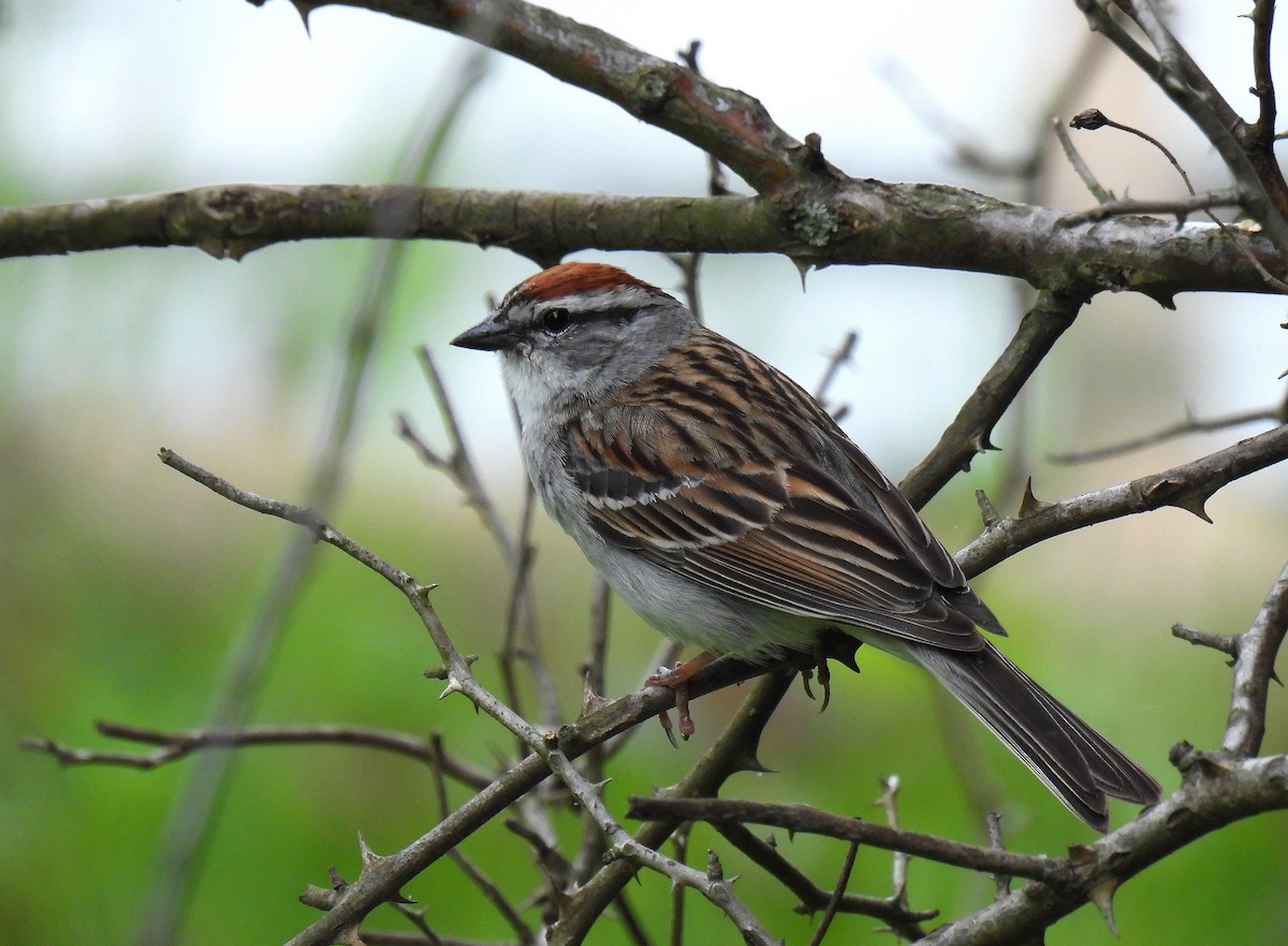 Chipping Sparrow - ML619794814