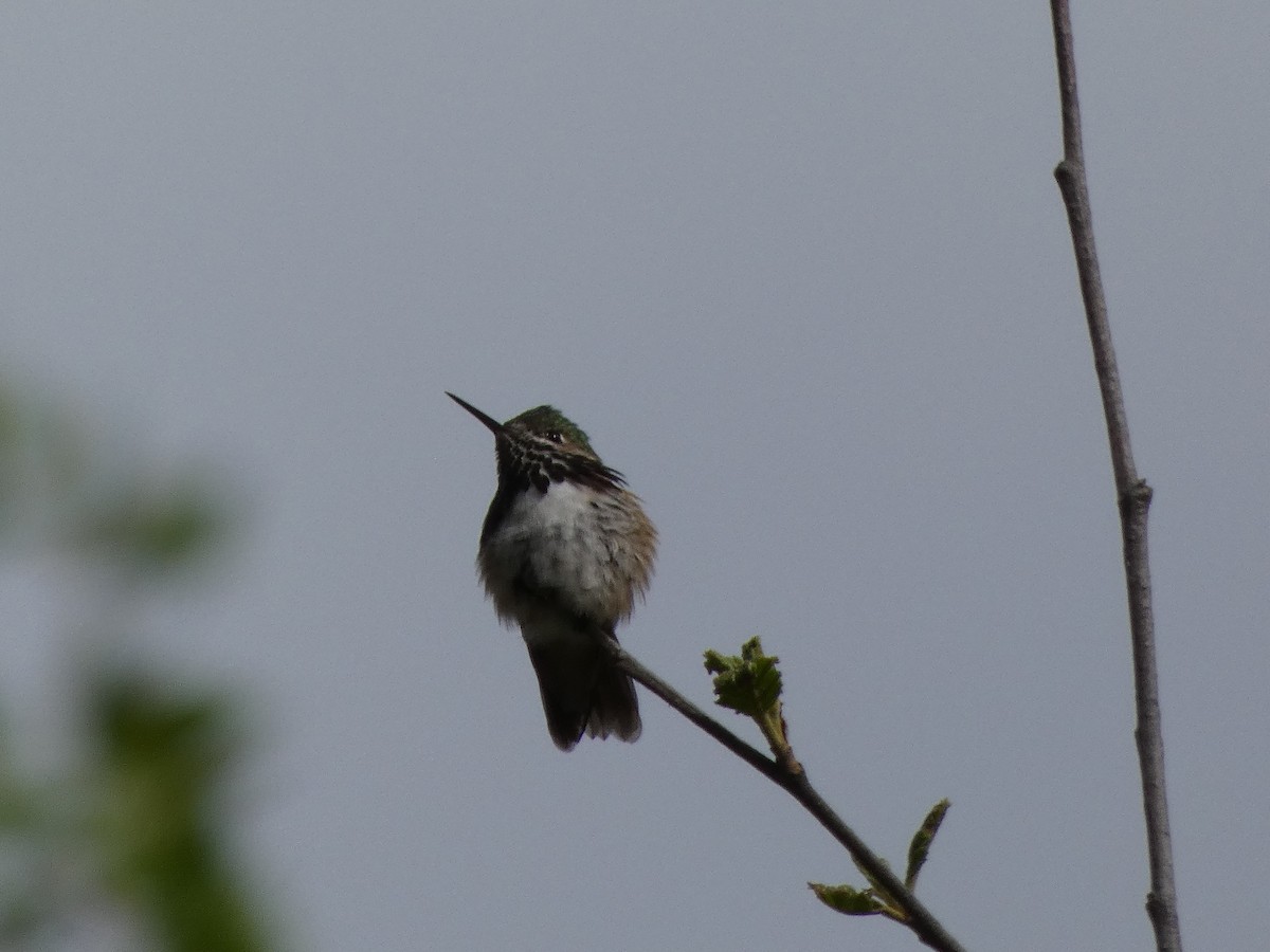 Calliope Hummingbird - ML619794828