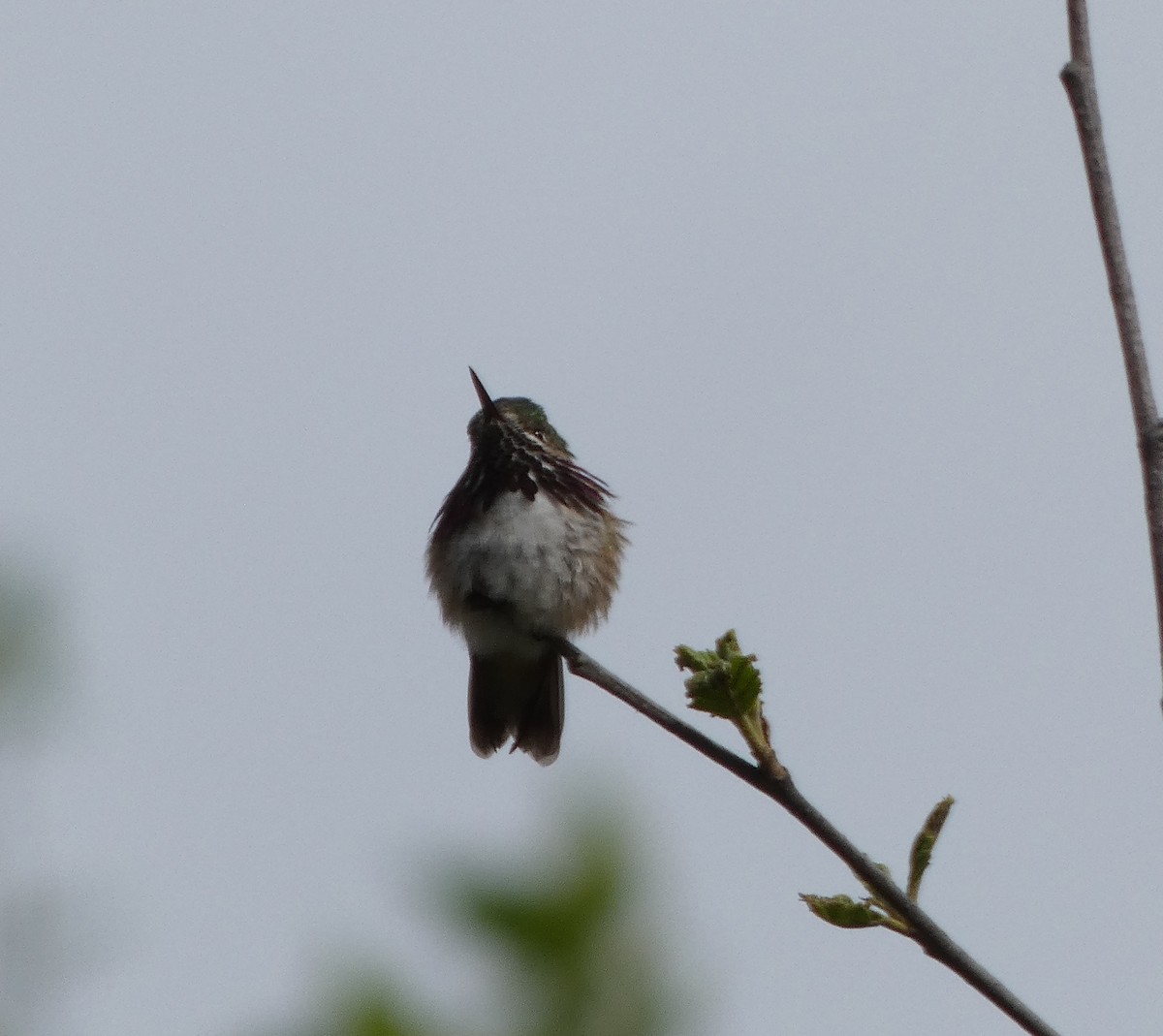 Calliope Hummingbird - ML619794838