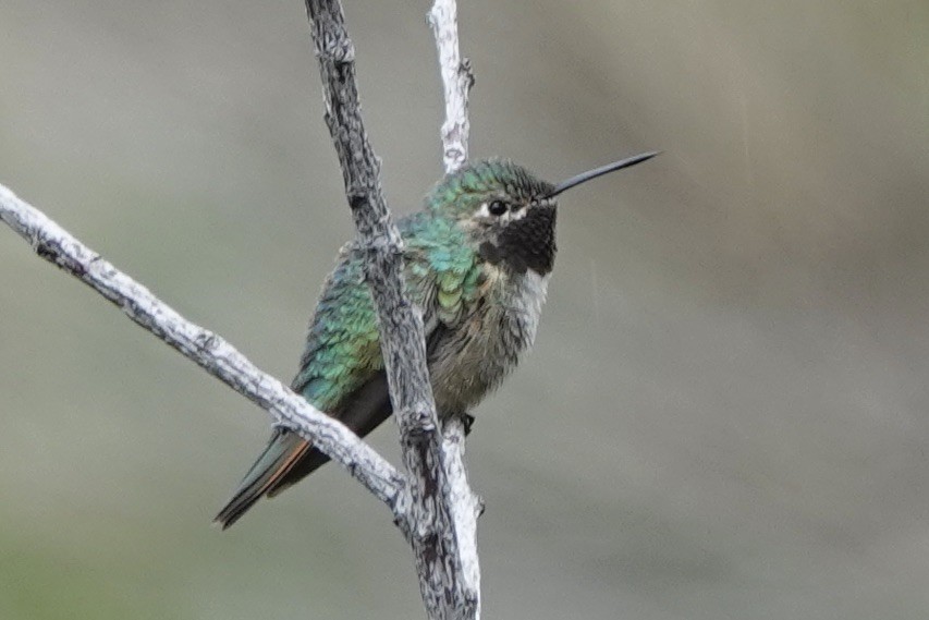 Broad-tailed Hummingbird - ML619794851
