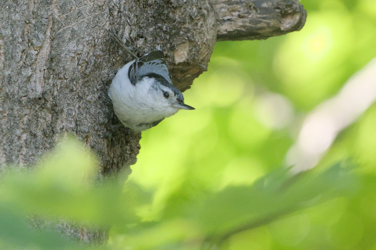 White-breasted Nuthatch - ML619794854