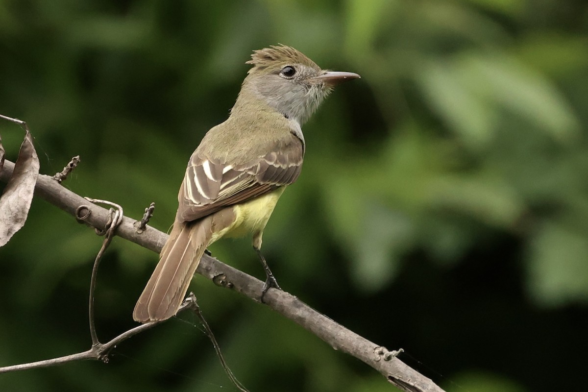 Great Crested Flycatcher - ML619794874