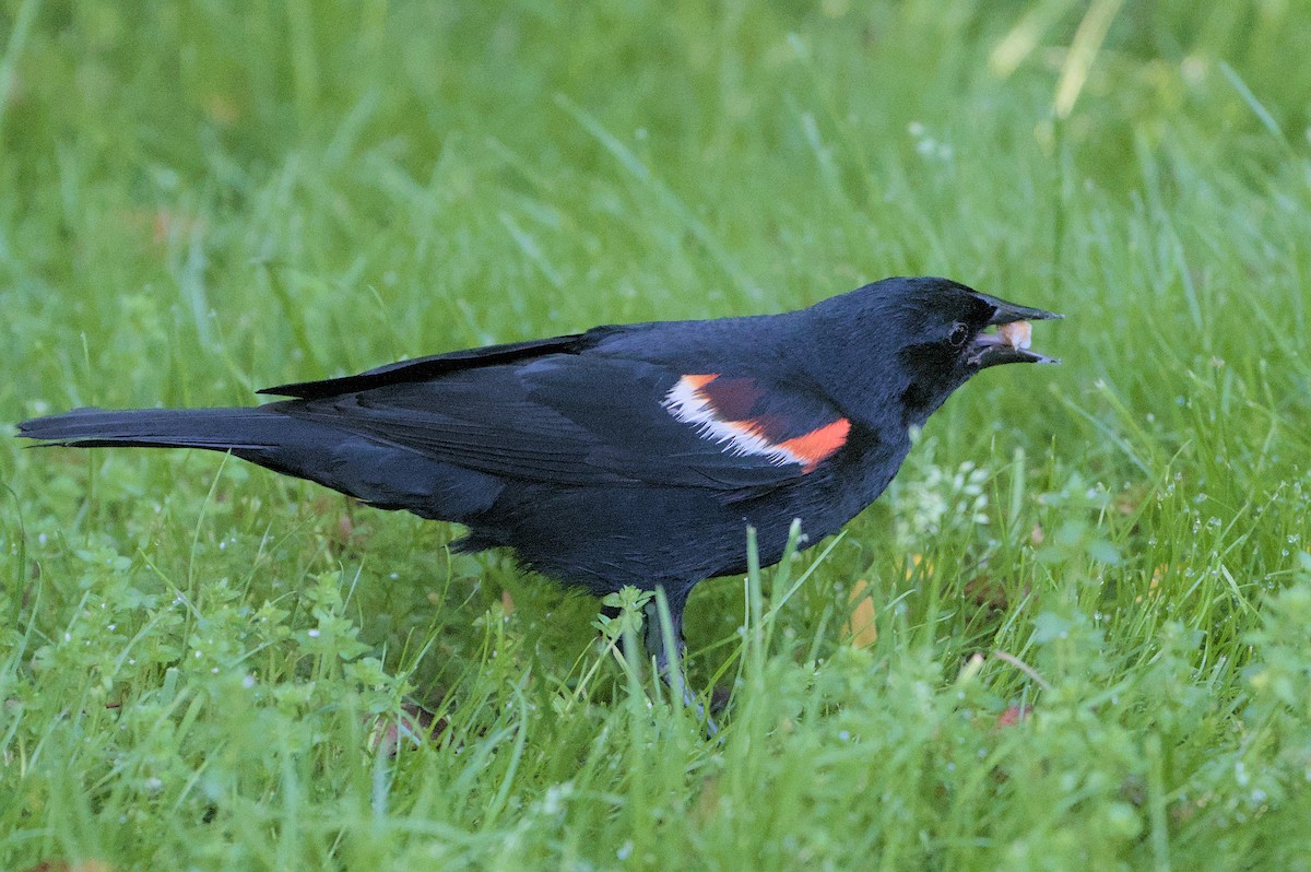 Red-winged Blackbird - ML619794881