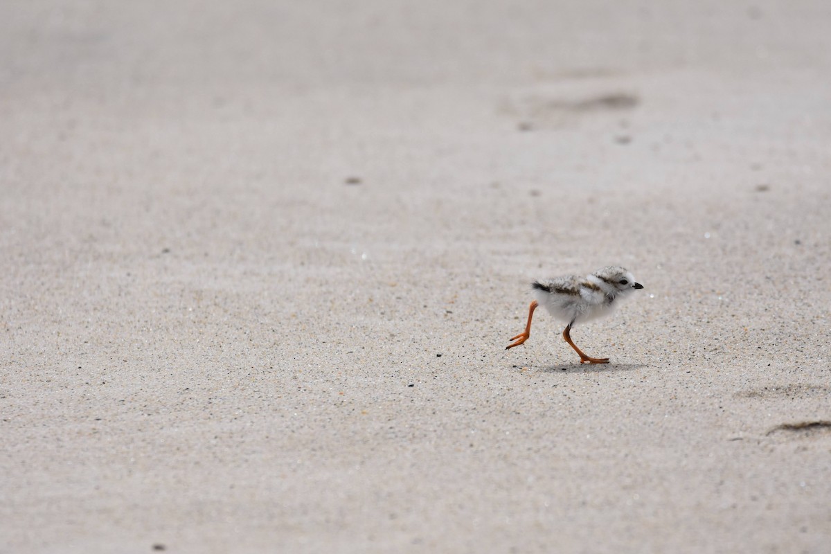 Piping Plover - ML619794945