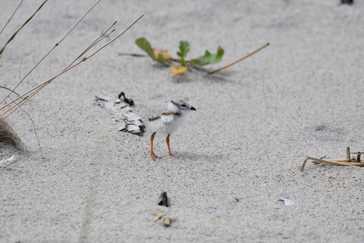 Piping Plover - ML619794946