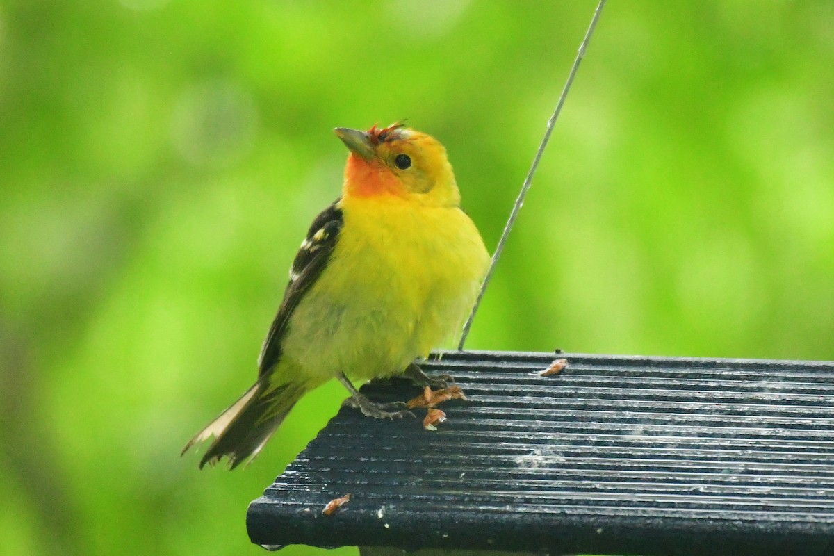 Western Tanager - ML619794947